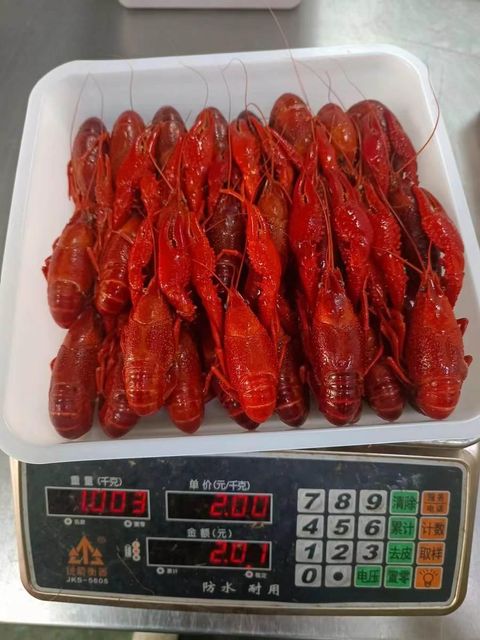 Frozen Crayfish Whole Seafood Product Featuring 100% Carefully Selected Catch For International Wholesale Buyers - Image 3