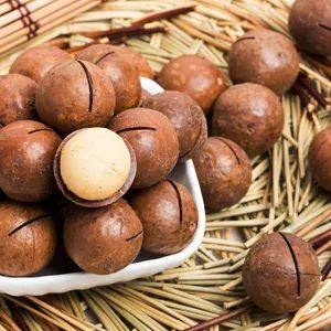 New Crop Yunnan Raw Macadamia Nut in Shell - Image 2