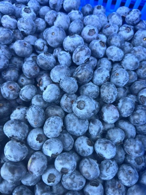 PREMIUM BLUEBERRIES FOR SALE - CLASS 1 EXPORT QUALITY BLUEBERRIES FROM SOUTH AFRICA – product photo 4, product detail gallery