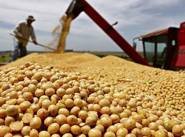 Gmo Soybean - Image 2