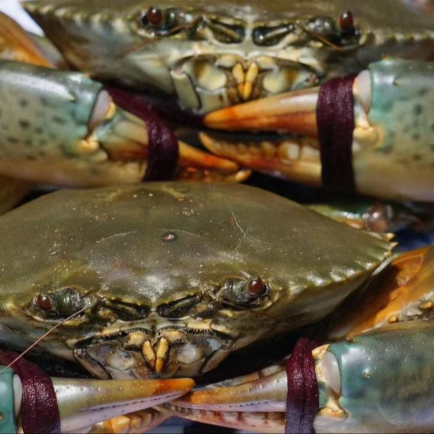 Fresh Crabs Export Ready Seafood Harvest With Naturally Rich Taste And Dependable Supply For International Markets - Image 4