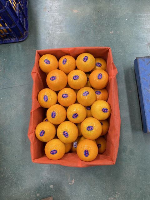 Fresh Wogan Mandarin Oranges Sweet, Juicy, High-Quality Citrus Fruits - Image 3