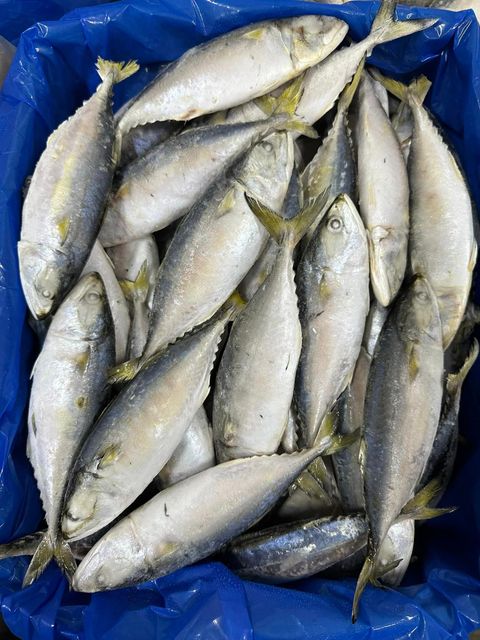 WHOLESALE SEAFOOD SUPPLIER: AUTHENTIC INDIAN MACKEREL EXPORTS - Image 5