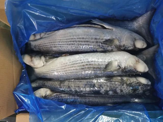 fresh seafood wholesale good quality grey mullet fish gutted Frozen grey mullet - Image 4