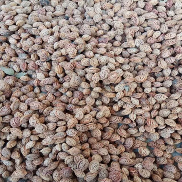 Peach Seeds for Plantation High Germination Rate Pakistan Supplier - Image 3