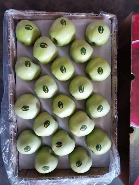 Premium Fresh Green Qinguan Apples, Crisp Sweet Juicy Grade A Fruits with Rich Nutrition - Image 3
