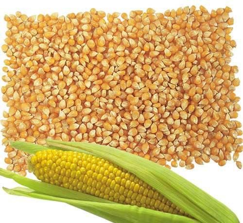 Yellow corn Place of Origin - Image 1