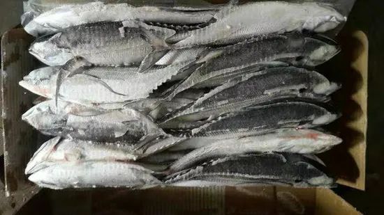Whole Round Frozen Seafood Hardtail Scad Fish MOQ 28 Mt Origin China Model NO. H-B Original China Shelf Life 1 Year HS Code - Image 5