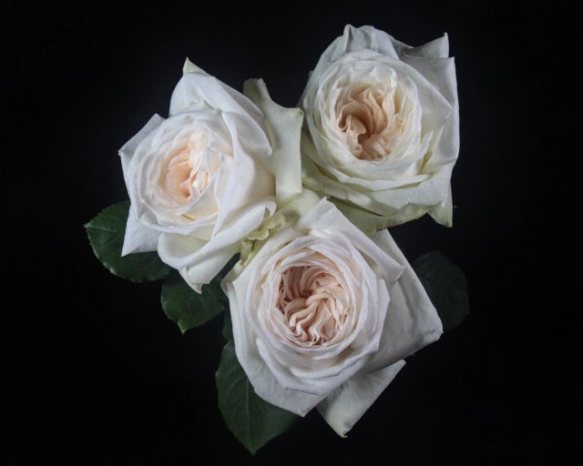 Fresh cut roses from Ecuador Origin Ecuador Seasonality Summer Grade Export grade Packaging As needed Freshness Level Export Grade - Image 2