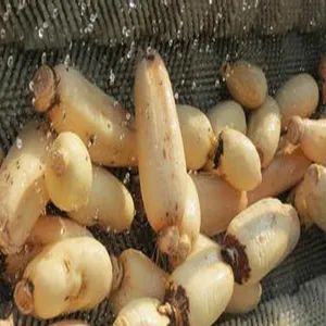 Yam Lotus Root Potato Hair Roller Cleaning Peeling Machine - Image 2