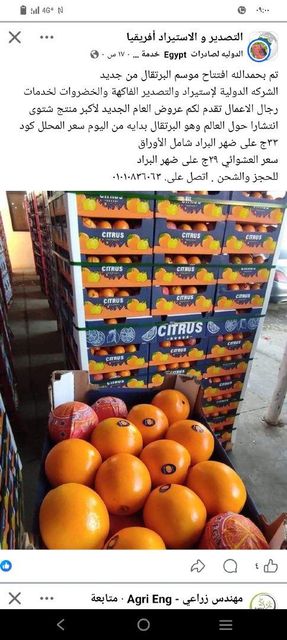 Fresh orange - Image 1