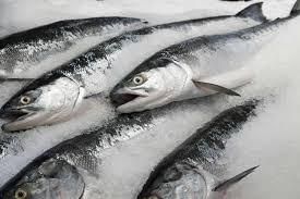 Fresh Frozen Salmon Fish - Image 1