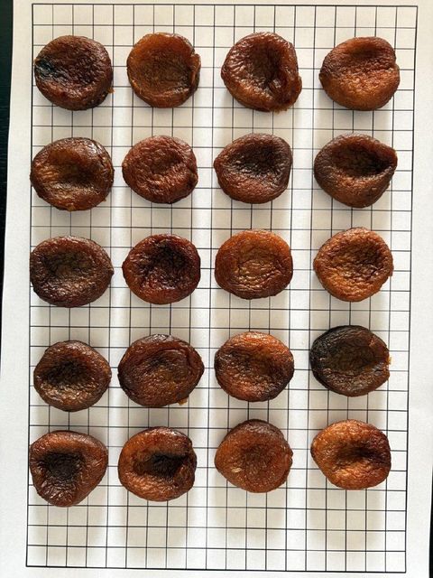 Organic Dried Apricots – Uzbekistan Origin | BIO Certified | Industrial & Retail Grade - Image 5