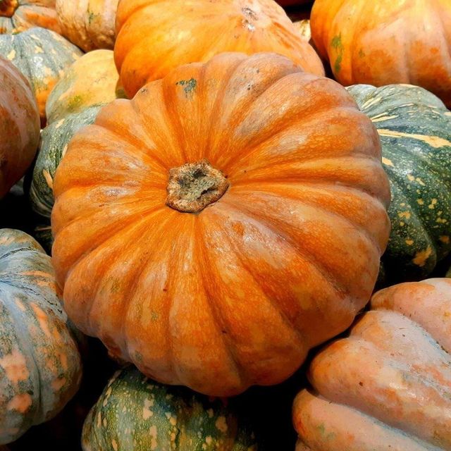 High Quality Fresh Pumpkin for Bulk Supply to Food Processors Wholesalers and Distributors - Image 2