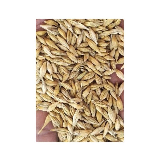 High quality barley grain bulk wholesale for inter-national buyers - Image 4