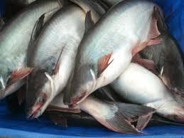 2022 Wholesale for Fresh and frozen IQF basa, pangasius fish From Vietnam - Image 3