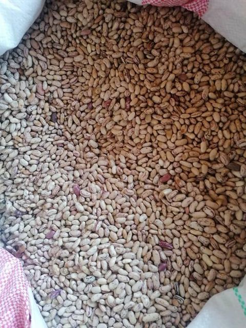 NON-GMO Red Speckled Sugar Beans For Sale Flavor Nutty Color Red Speckled Bean Type Nacional Size 200-220pcs/100g Foreign Matter 1%%max - Image 3