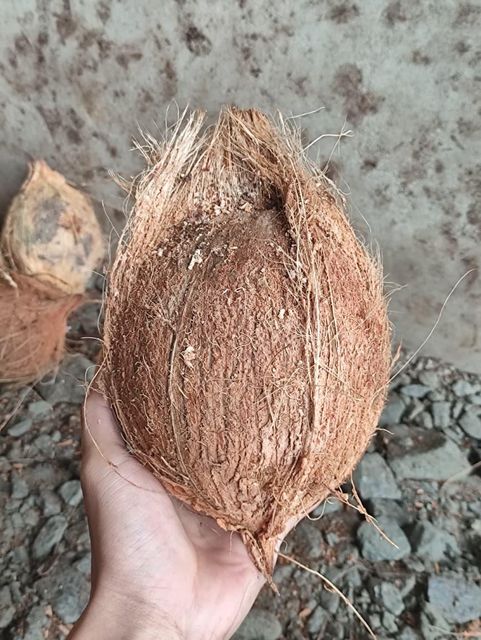 Semi Husked Coconut Color brown Loading Port Pontianak Certifications Coo, Phytosanitary Origin Indonesia, West Kalimantan - Image 3