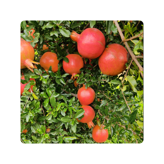 Whole New Season For Fresh Pomegranate Premium Quality with cheap Price Natural Healthy Fruits - Image 5
