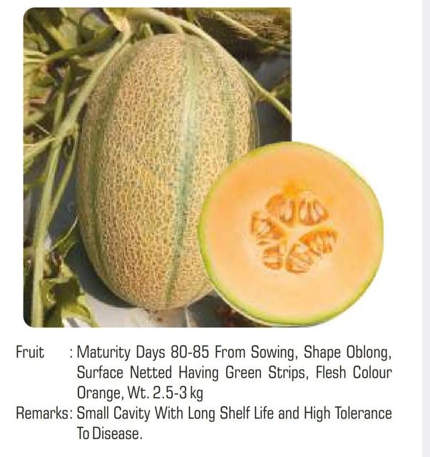Melon Variety Hybrid Packaging HDPE pouch Germination Rate 95+ Phytosanitary Certification Lab Tested Certification Phytosanitary certificate - Image 3