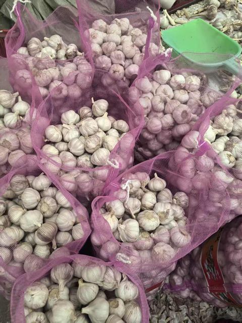 fresh new crop pure white and normal white garlic with best quality - Image 4