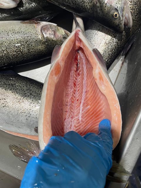 Sea bass, sea bream, salmon truite - Image 5