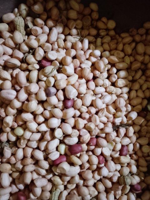 Groundnut - Image 2