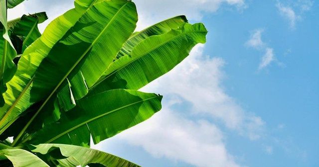 Banana leaves Width 20-40 Cm Origin Indonesia Length 100-150 Cm Product Type Other Features Gluten-Free, Lactose-Free, Organic, - Image 3