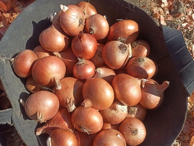 Red onions. - Image 3