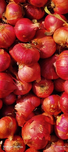 Fresh Red Onions Degree of Processing Dried - Image 4