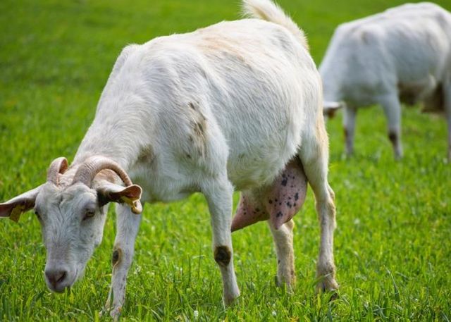 Genuine Live Milking Saanen Goats Premium Dairy Livestock With Strong Genetics And High Milk Performance Buy Now - Image 3