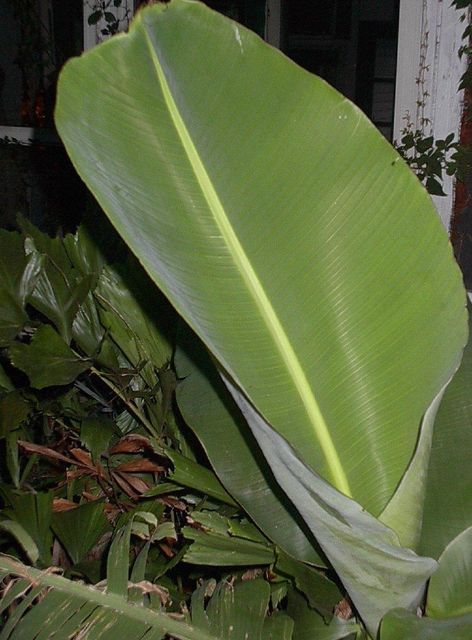 Banana Leaf - Image 1
