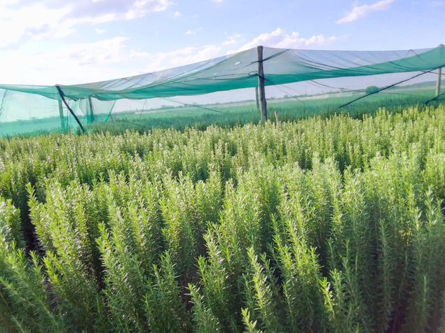 Herbs and Chillies (Fresh and Dried) – product photo 7, product detail gallery