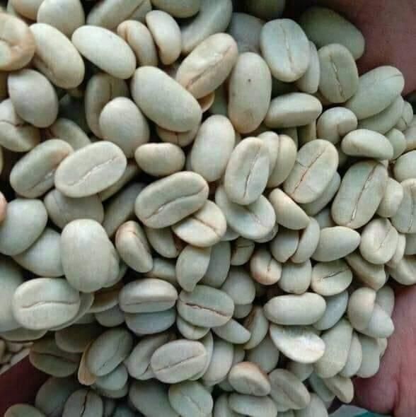 Arabica Bean Coffee Premium Origin Indonesia Product Type Coffee - Image 1