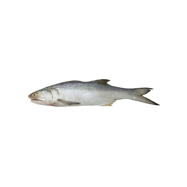 frozen salmon belly for sale / V-shape Gutted Salmon Fish Head, Frozen Salmon Fish ,Frozen King Salmon Fish. - Image 3