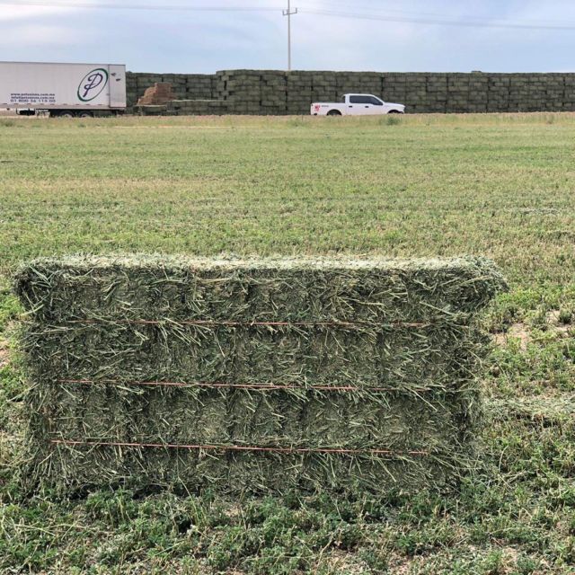 Green Alfalfa Hay Fresh And Nutritious Alfalfa Hay Supplied In Bulk Quantities For Easy Transport - Image 4