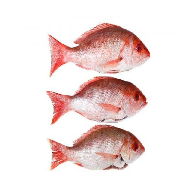 Frozen 150-350g size fresh high quality frozen red snapper sea bream fish whole round - Image 3