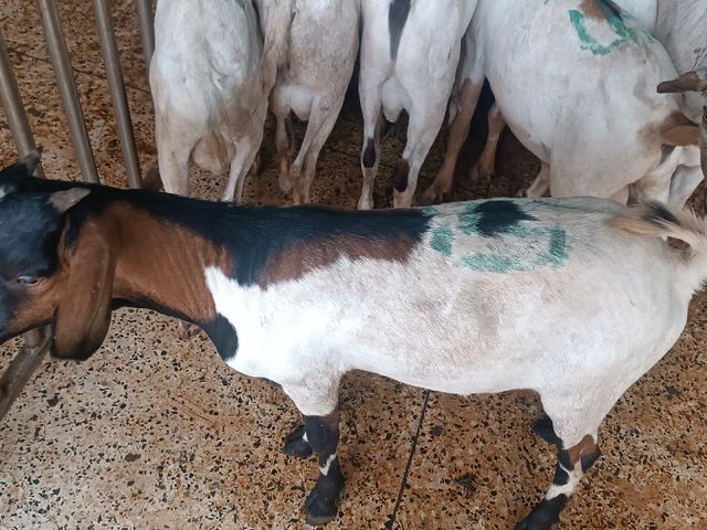 Kenyan Whole Chilled Goat Carcasses - Image 4