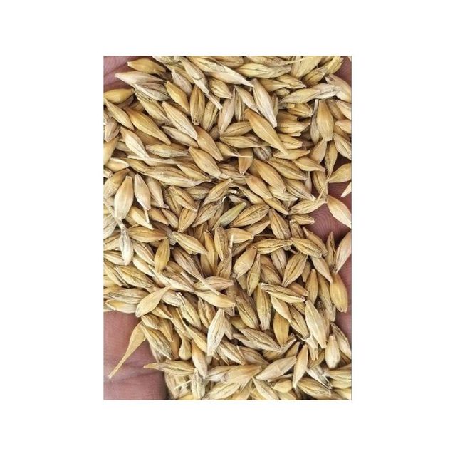 Barley grain wholesale bulk supply available at factory direct price - Image 4
