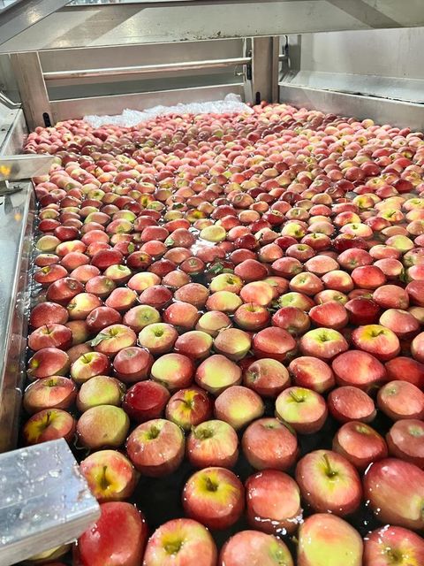 Quality Fresh Royal Gala Apples for sale - Image 5