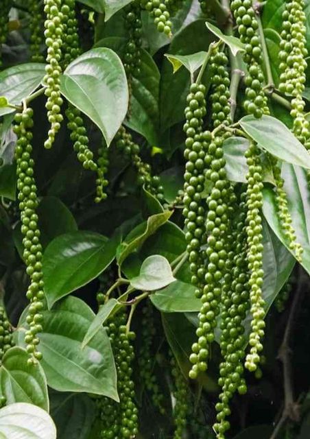PREMIUM ORIGINAL PURE BLACK PEPPER FROM SRI LANKA – product photo 3, product detail gallery