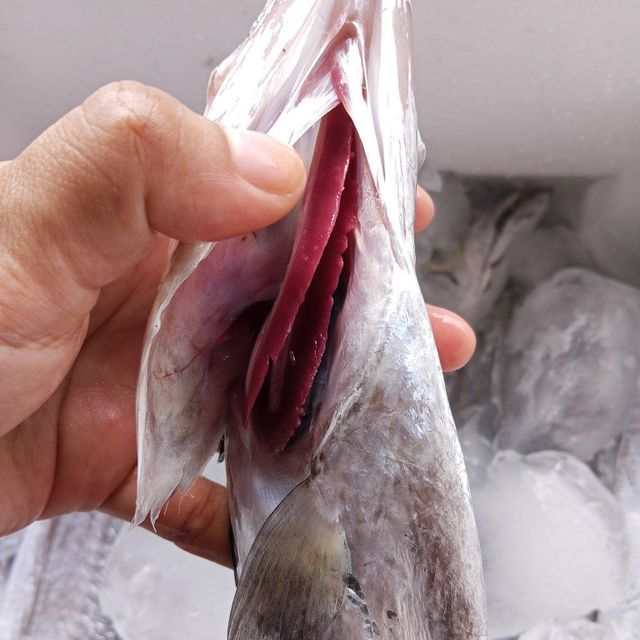 Fresh Frozen Whole Ribbon Fish - HIGH QUALITY - Image 3