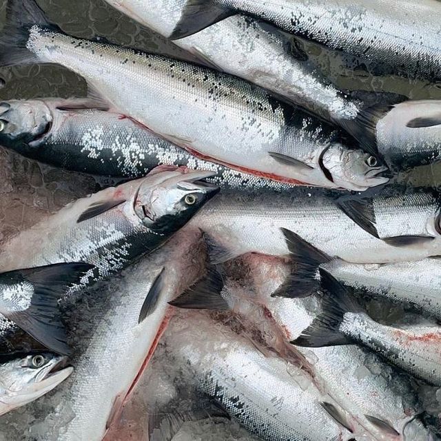 Premium Export Frozen Atlantic Salmon Top Quality Seafood for International Trade Wholesale and Bulk Buyers - Image 4