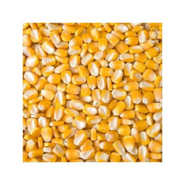 Yellow maize available in bulk for global food and feed industries - Image 4