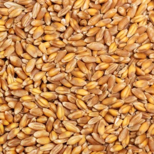 Hard Red Winter Wheat - Image 1
