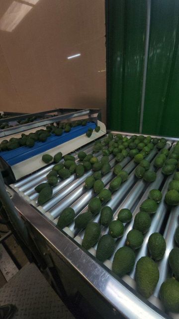 Avocados Organic No Origin Peru Variety Hass Texture Creamy Flavor Excellent Grade Category 1 Packaging 10 kg, 4 kg Place of Origin Perú 🇵🇪 - Image 3