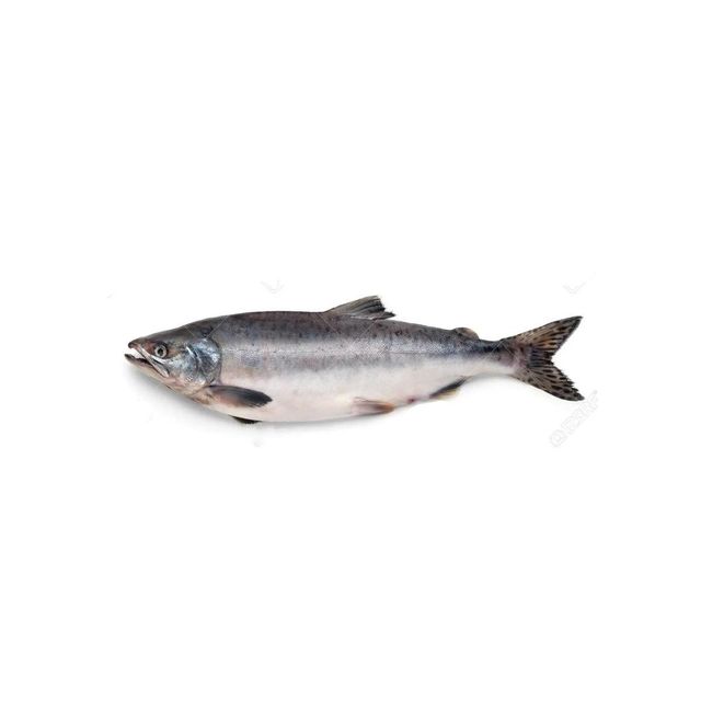 Fresh Norwegian Salmon Naturally Nutritious Atlantic Fish With 100% Fresh Quality For Seafood Buyers - Image 1