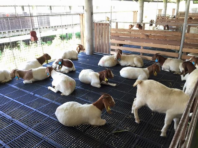 Boer Goats  Weight (kg) 4.5 Place of Origin South - Image 3