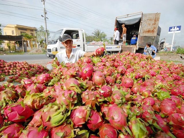 Fresh Dragon Fruit, Fresh Fruit (Thanh Long Vietnam) The Best Fresh Quality- WHATSAP 0084 989 322 607 – product photo 3, product detail gallery