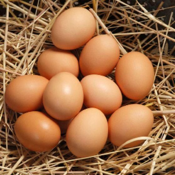 Rose Island Hatching Eggs Fertile Poultry Eggs For Incubation And Breeding For Sale - Image 5